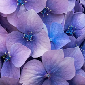 Screenshot 2024-11-19 141313 Amber Musk 3-Wick Candle